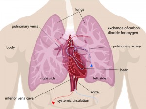 chest-illustration